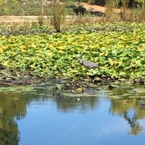 Egretta novaehollandiae at Canberra, ACT - 26 Mar 2017 01:56 PM