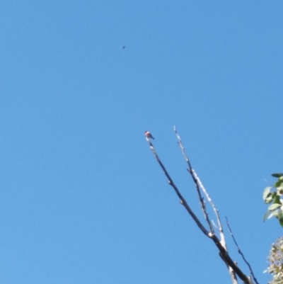 Petroica boodang (Scarlet Robin) at QPRC LGA - 26 Mar 2017 by roachie