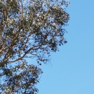 Petroica boodang at Jerrabomberra, NSW - 26 Mar 2017