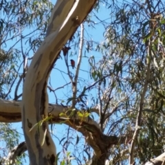 Petroica boodang at Jerrabomberra, NSW - 26 Mar 2017