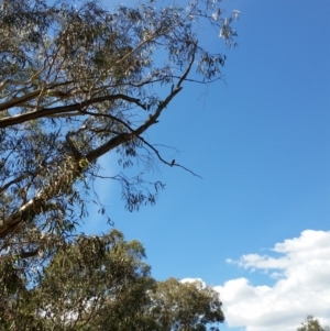 Petroica boodang at Jerrabomberra, NSW - 26 Mar 2017 02:18 PM