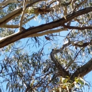 Petroica boodang at Jerrabomberra, NSW - 26 Mar 2017 02:18 PM