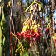 Amyema miquelii (Box Mistletoe) at Mount Jerrabomberra - 26 Mar 2017 by roachie