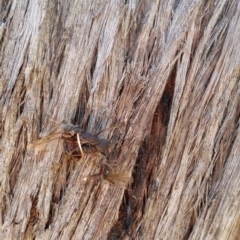 Myrmecia sp. (genus) (Bull ant or Jack Jumper) at Mount Jerrabomberra QP - 26 Mar 2017 by roachie