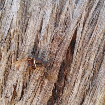 Myrmecia sp. (genus) (Bull ant or Jack Jumper) at Mount Jerrabomberra - 26 Mar 2017 by roachie