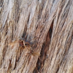 Myrmecia sp. (genus) (Bull ant or Jack Jumper) at Jerrabomberra, NSW - 26 Mar 2017 by roachie