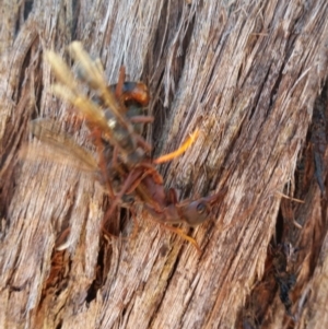 Myrmecia sp. (genus) at Jerrabomberra, NSW - 26 Mar 2017 02:03 PM