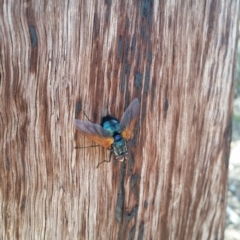 Chetogaster violacea/viridis (complex) (Bristle Fly) at Mount Jerrabomberra QP - 26 Mar 2017 by roachie