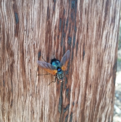 Chetogaster violacea/viridis (complex) (Bristle Fly) at Mount Jerrabomberra - 26 Mar 2017 by roachie