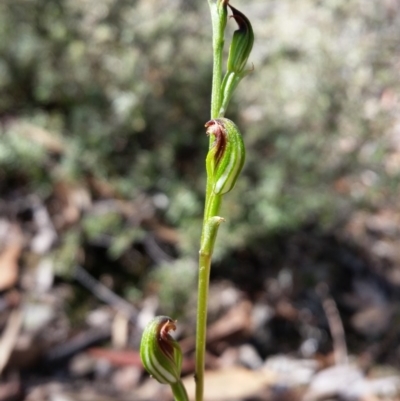 Speculantha rubescens (Blushing Tiny Greenhood) at Mount Jerrabomberra QP - 26 Mar 2017 by roachie