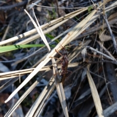 Myrmecia sp. (genus) (Bull ant or Jack Jumper) at Mount Jerrabomberra - 26 Mar 2017 by roachie