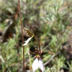 Eriochilus cucullatus (Parson's Bands) at Mount Jerrabomberra QP - 26 Mar 2017 by roachie