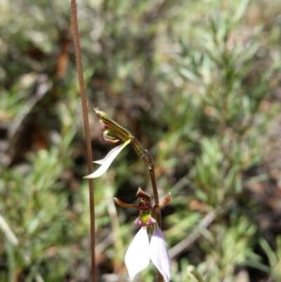 Eriochilus cucullatus (Parson's Bands) at Mount Jerrabomberra - 26 Mar 2017 by roachie