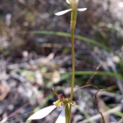 Eriochilus cucullatus (Parson's Bands) at Jerrabomberra, NSW - 26 Mar 2017 by roachie