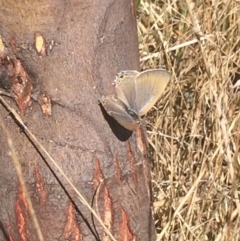 Jalmenus icilius at Cook, ACT - 26 Mar 2017 11:07 AM