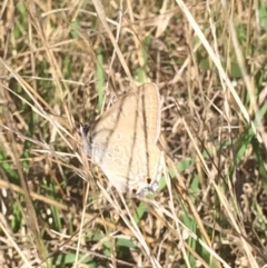 Jalmenus icilius at Cook, ACT - 26 Mar 2017 11:07 AM