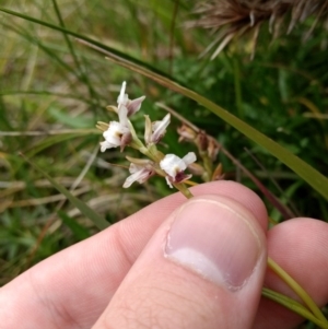 Paraprasophyllum alpestre at Kosciuszko National Park, NSW - suppressed