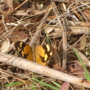 Heteronympha merope at Bungendore, NSW - 18 Mar 2017 02:20 PM