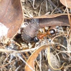 Camponotus consobrinus (Banded sugar ant) at QPRC LGA - 18 Mar 2017 by JanetRussell