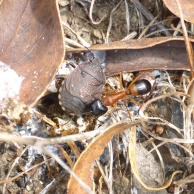 Platycoris rotundatus (A shield bug) at QPRC LGA - 18 Mar 2017 by JanetRussell