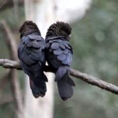 Calyptorhynchus lathami lathami (Glossy Black-Cockatoo) at Kalaru, NSW - 17 Dec 2016 by MichaelMcMaster