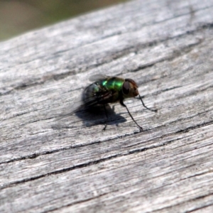 Rutilia sp. (genus) at Kalaru, NSW - 23 Dec 2016