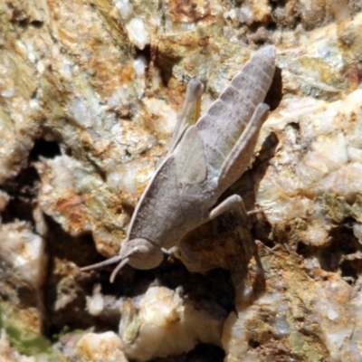 Goniaea sp. (genus) (A gumleaf grasshopper) at Kalaru, NSW - 22 Dec 2016 by MichaelMcMaster