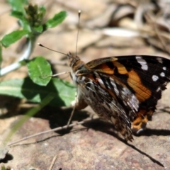 Vanessa kershawi (Australian Painted Lady) at Kalaru, NSW - 18 Dec 2016 by MichaelMcMaster