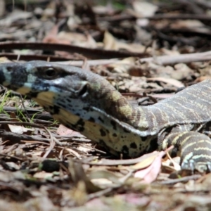 Varanus varius at Kalaru, NSW - 19 Dec 2016