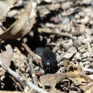 Cryptophis nigrescens at Kalaru, NSW - 19 Dec 2016