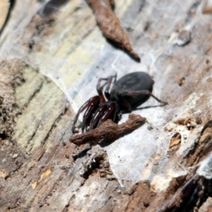 Lampona cylindrata at Kalaru, NSW - 19 Dec 2016