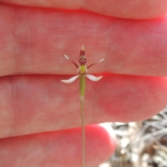 Eriochilus cucullatus (Parson's Bands) at Mount Majura - 26 Mar 2017 by michaelb