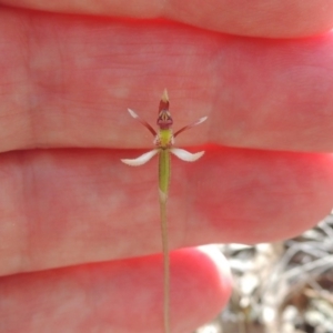 Eriochilus cucullatus at Canberra Central, ACT - 26 Mar 2017