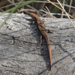 Lampropholis guichenoti (Common Garden Skink) at Canberra Central, ACT - 26 Mar 2017 by michaelb