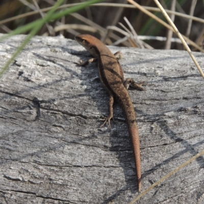 Lampropholis guichenoti (Common Garden Skink) at Mount Majura - 26 Mar 2017 by michaelb