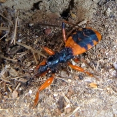 Ectomocoris patricius (Ground assassin bug) at Kalaru, NSW - 20 Dec 2016 by MichaelMcMaster