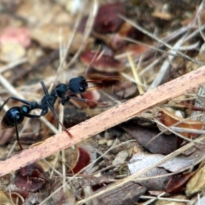 Myrmecia tarsata at Kalaru, NSW - 21 Dec 2016