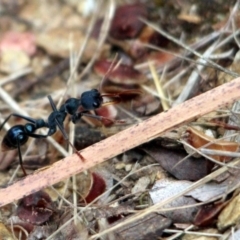 Myrmecia tarsata (Bull ant or Bulldog ant) at Kalaru, NSW - 20 Dec 2016 by MichaelMcMaster