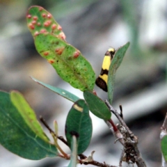 Chrysonoma fascialis (A concealer moth) at Kalaru, NSW - 20 Dec 2016 by MichaelMcMaster