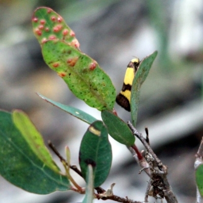 Chrysonoma fascialis (A concealer moth) at Kalaru, NSW - 20 Dec 2016 by MichaelMcMaster