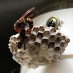 Polistes (Polistella) humilis (Common Paper Wasp) at Kalaru, NSW - 20 Dec 2016 by MichaelMcMaster
