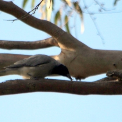 Coracina novaehollandiae (Black-faced Cuckooshrike) at Kalaru, NSW - 21 Dec 2016 by MichaelMcMaster