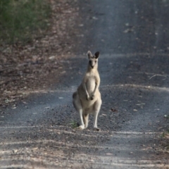 Macropus giganteus (Eastern Grey Kangaroo) at Kalaru, NSW - 21 Jan 2017 by MichaelMcMaster