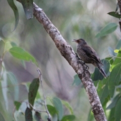 Climacteris erythrops (Red-browed Treecreeper) at Kalaru, NSW - 21 Jan 2017 by MichaelMcMaster