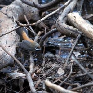 Rhipidura rufifrons at Kalaru, NSW - 22 Jan 2017