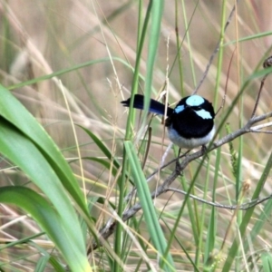 Malurus cyaneus at Kalaru, NSW - 22 Jan 2017 07:15 AM