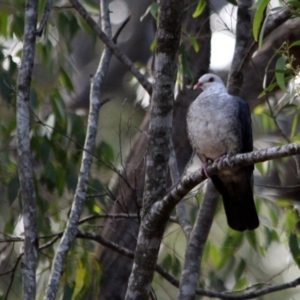 Columba leucomela at Kalaru, NSW - 22 Jan 2017 07:46 AM
