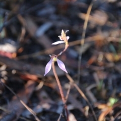 Eriochilus cucullatus (Parson's Bands) at Mount Majura - 25 Mar 2017 by petersan