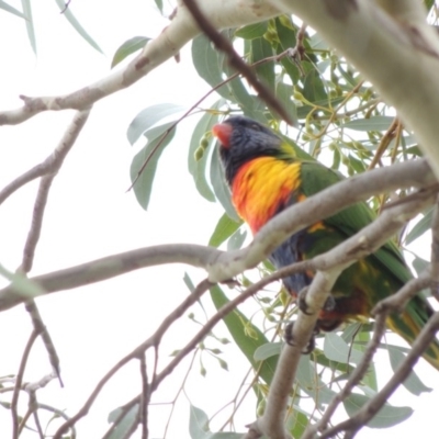 Trichoglossus moluccanus (Rainbow Lorikeet) at Conder, ACT - 25 Mar 2017 by michaelb