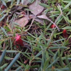 Astroloma humifusum (Cranberry Heath) at Canberra Central, ACT - 26 Mar 2017 by michaelb